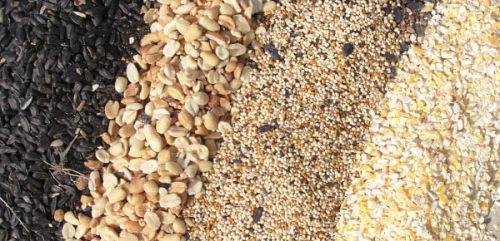 Bird food
