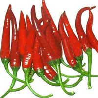 Fresh Red Chilli, Style : Fresh