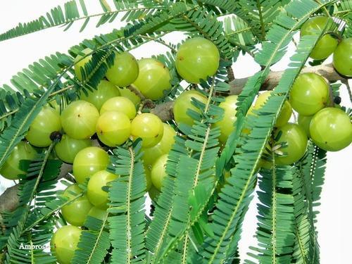 Amla Plants