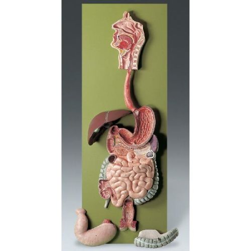 Digestive System Model