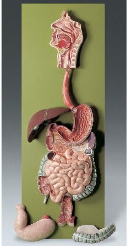 Human Digestive System Model