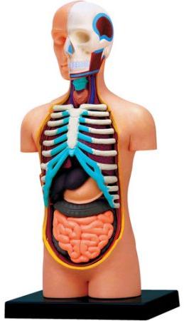 Torso Anatomical Skeleton Model