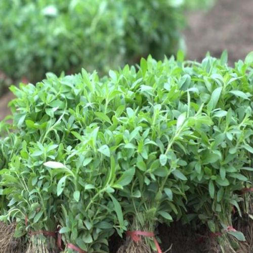 Stevia Plants