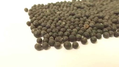 Yellow Nepali Shatavari Seeds