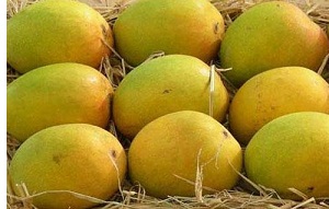 Fresh Mango,fresh Mango