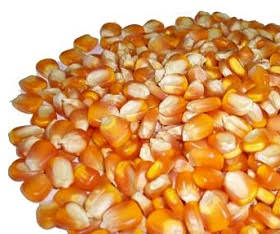 Yellow maize seeds Form : Seeds