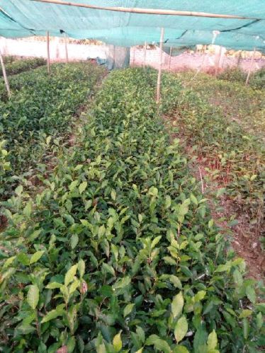 Camellia Theifera Cha-Pata Tiniali 17 S.3 Plant