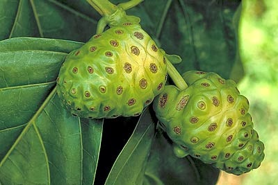 Noni Juice