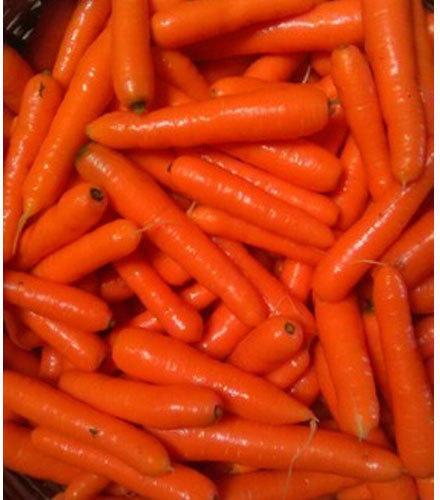 Fresh Carrot