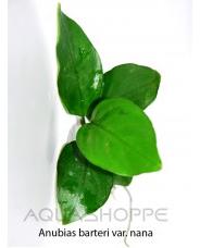 Anubias Nana