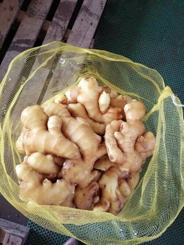 Ginger, Cultivation Type :Organic