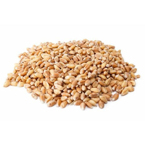 Organic Wheat