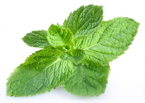 Organic Fresh Mint, Packaging Size : 10-15kg