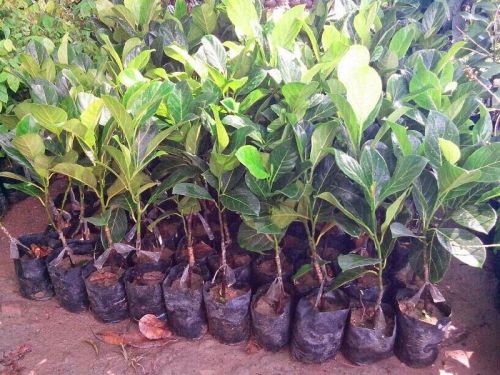 Jackfruit Plants