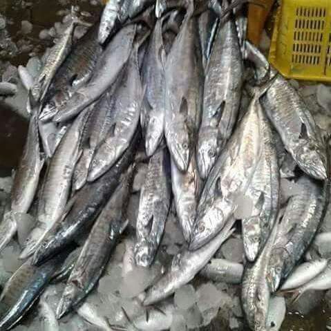 30000 King Fish, Certification : Imran Ctn