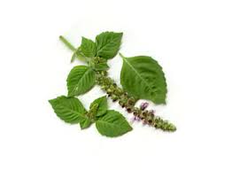 Basil Leaf Powder