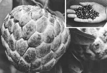 Custard Apple Seed Oil, For Medicines, Packaging Type : Packet