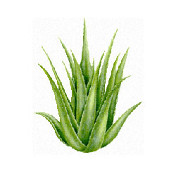 Aloe Vera Extract