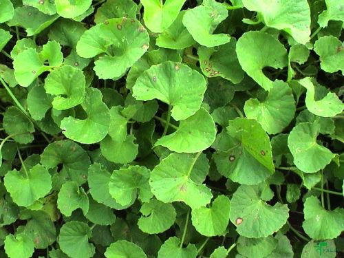 Brahmi Extracts
