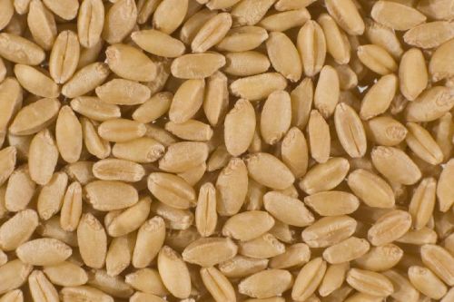 Organic Wheat Seeds, For Flour, Packaging Size : 10kg, 50kg