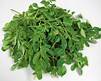 Moringa Dry Leaves