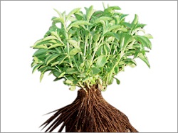 Stevia Plant