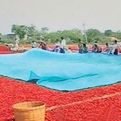 Chilly Drying Tarpaulins