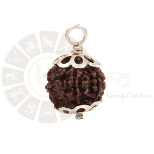 6 FACED Rudraksha