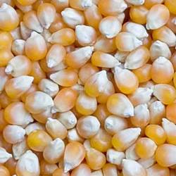 Maize Grains