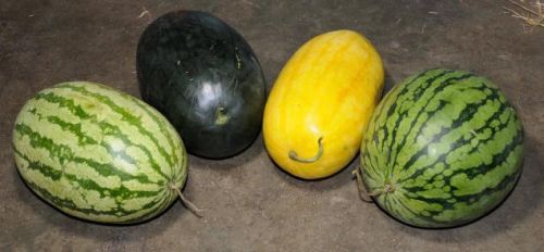 Watermelon, Quality Available : A Grade