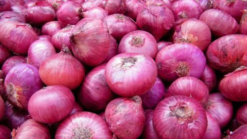 Fresh red onion For Human Consumption