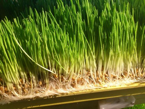 Wheat Grass