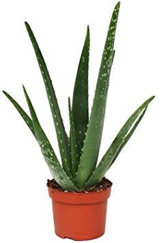 Aloe Vera Plant