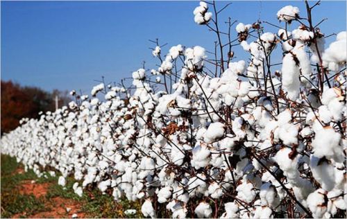 Cotton Seed Plant