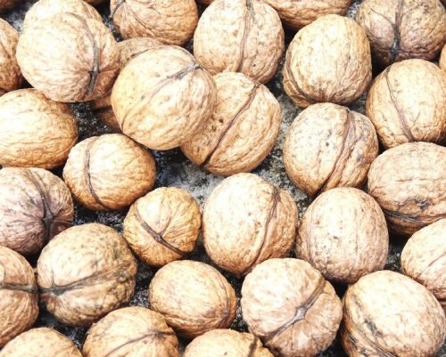 Walnuts, Grade : High-clsss AAA for Food