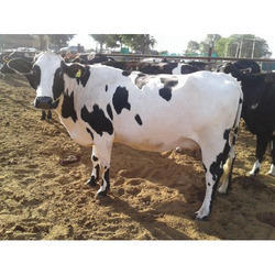 Holstein Friesian Cow