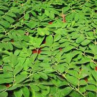 Moringa Leaves