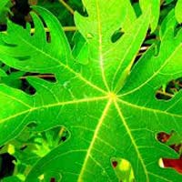 Papaya Leaves