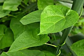 Fresh Giloy Leaves