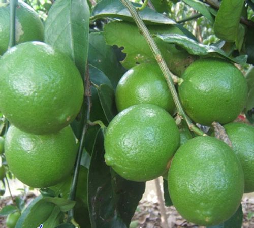 FRESH SEEDLESS LIME LEMON, Grade : a, Form : Vietnam