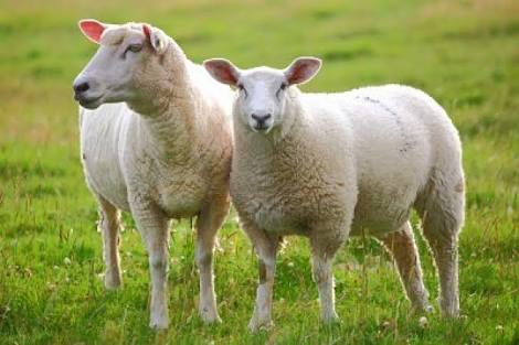Lamb/ship