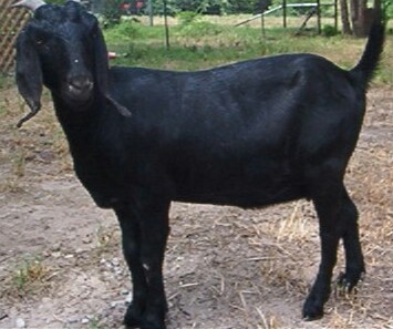 Osmanabadi Goat