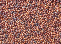 Ragi Seeds, Cultivation Type : Natural