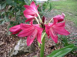 Crinum Flower Bulbs