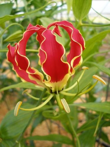 Gloriosa Flower Bulbs