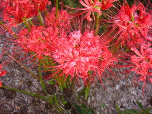 Lycoris Flower Bulbs