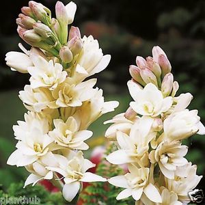 Tuberose Flower Bulbs