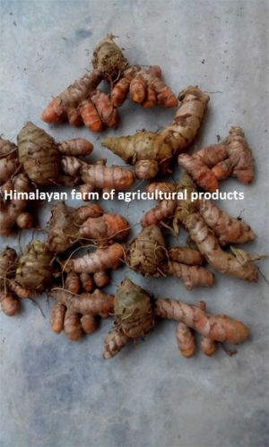 Turmeric Rhizomes