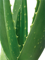 Aloe vera gel, Packaging Size : 120 gm