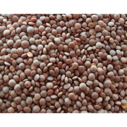 Brown Lentil